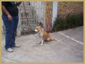 Lopes Adestramento foto 5