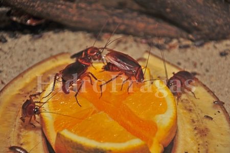 Hidro Pragas Dedetizadora e Desentupidora foto 2