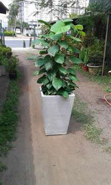 Chácara das Alamandas Plantas e Vasos Ltda ME foto 3